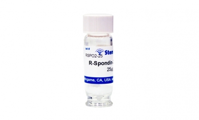 R-spondin-2, human recombinant