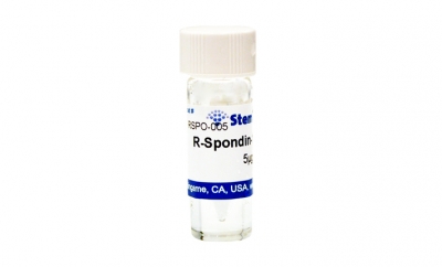 R-spondin-1, human recombinant